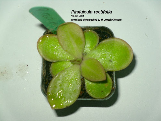 P_rectifolia_Jan2011.JPG