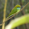 Green Bee Eater