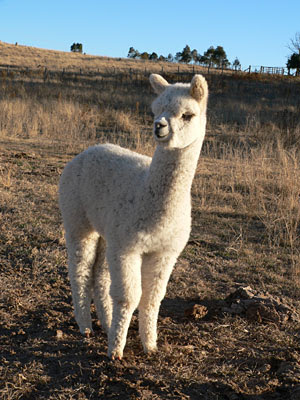babyAlpaca2.jpeg?imgmax=400