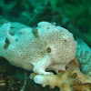 Painted Frogfish - Juvenile