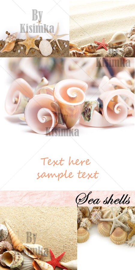 Stock Photo: Sea shells