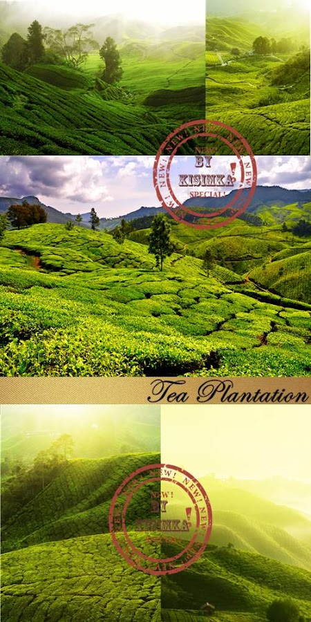 Stock Photo: Tea Plantation