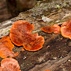 Bracket Fungus