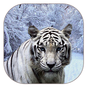 White Tiger Live Wallpaper.apk 1.2