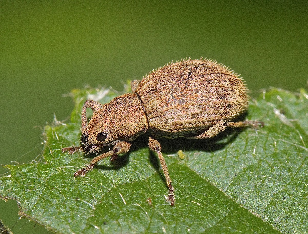 Weevil