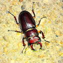 Reddish-brown Stag Beetle