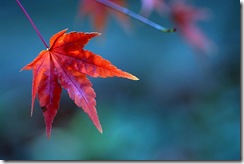 800px-Red_maple_leaf