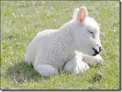 the-lamb