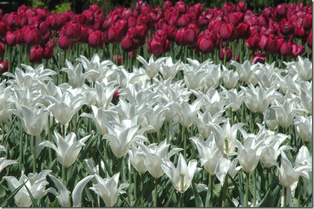 tulips white flickr