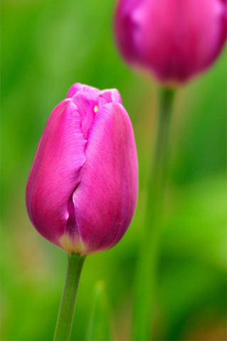 [tulipspinkcloseflickr9.png]