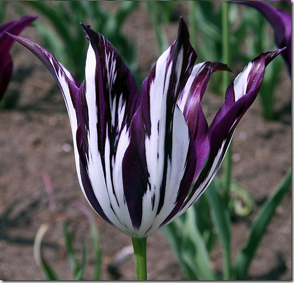 tulip purple white flickr