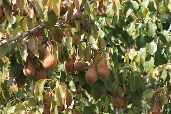 [IMG_5169-brown-pears[10].jpg]