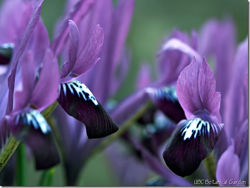 iris_purple_gem ubc botanical garden