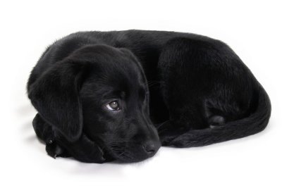 [puppy Black labrador[3].jpg]