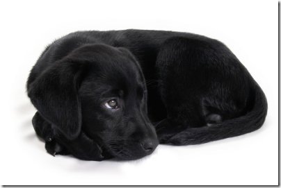 puppy Black labrador