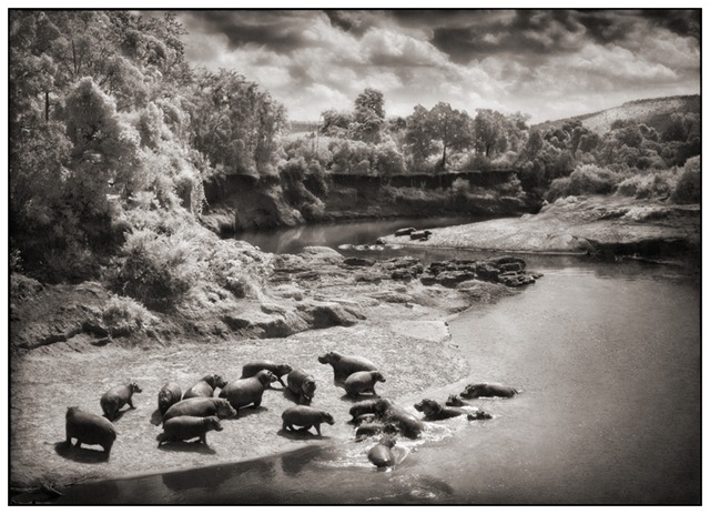 [8 Hippos on Mara River[3].jpg]
