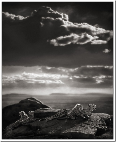 12 Cheetah & Cubs Lying on Rock