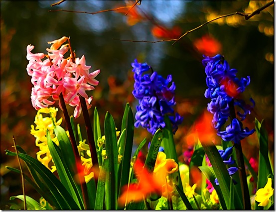 hyacinths flickr