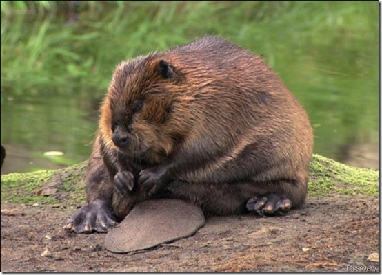 beaver-picture discovery[2]