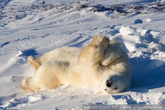 [polar bear[3].jpg]