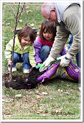 toddler activities: planting a tree
