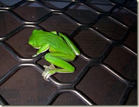 frog 02