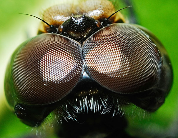 20 Incredible Eye Macros Bored Panda 20 Incredible Eye Macros Bored Panda