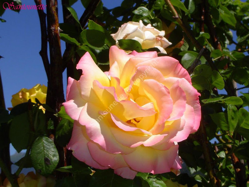 rose fleur