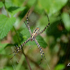 Banded Argiope