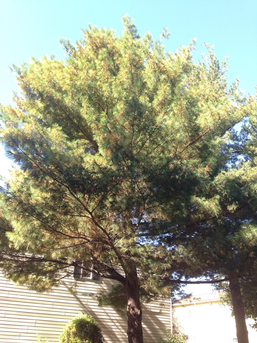 White pine