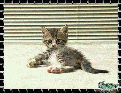 2565784275_1.gif