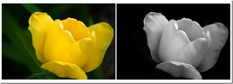 Yellow Tulip SxS J