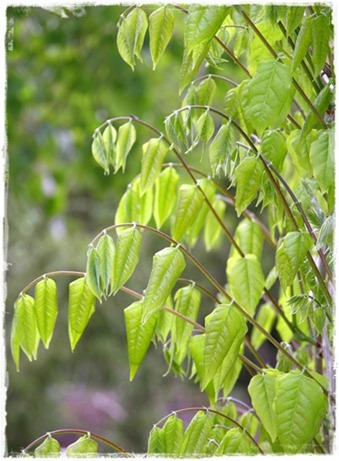 5 wisteria