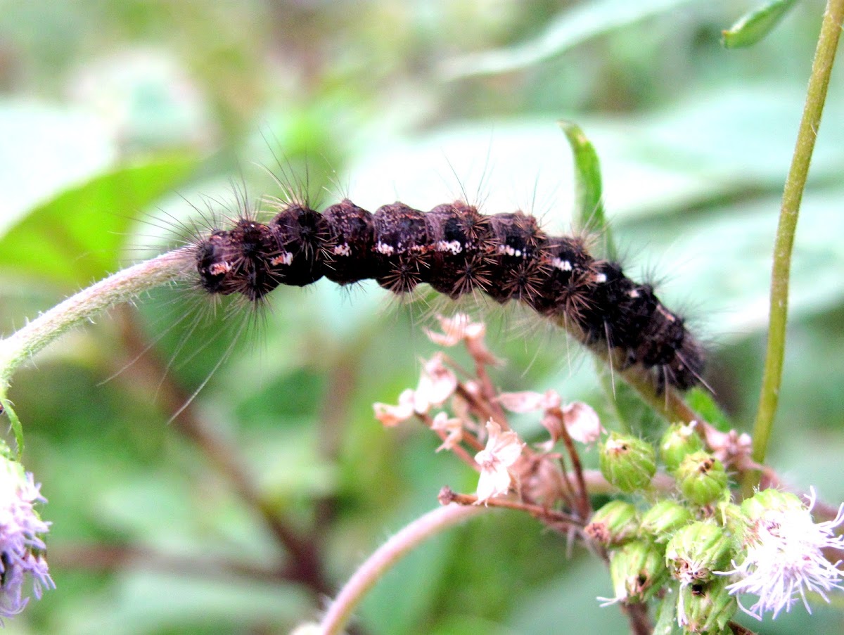 Lepidoptera catterpillar
