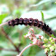 Lepidoptera catterpillar