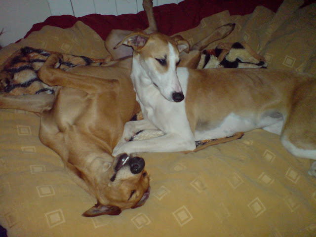 DSC00952.JPG