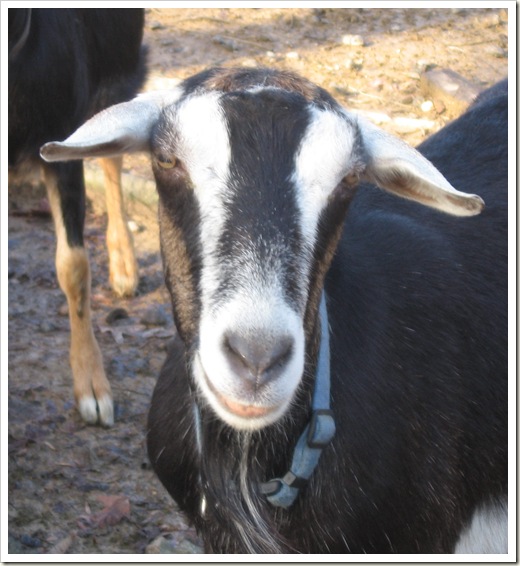 goats 013A