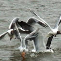 Great black-backed gull and black headed gulls