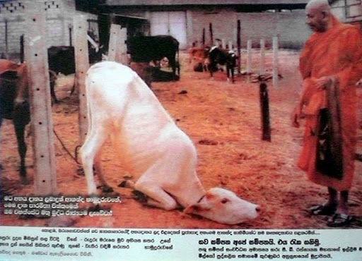 cow%20kneeling.JPG