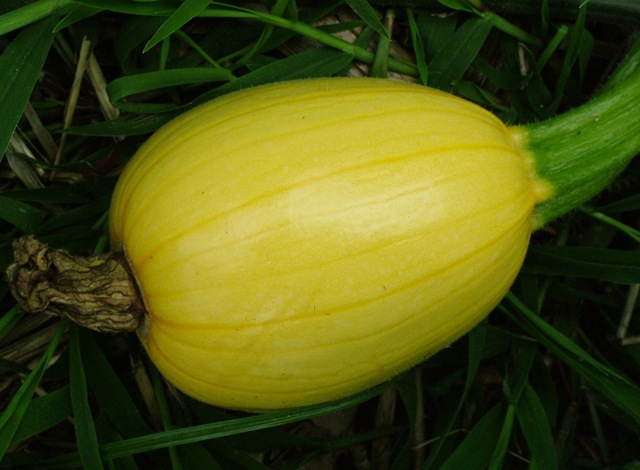 [squashyellow06289.jpg]