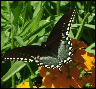 black swallowtail0410