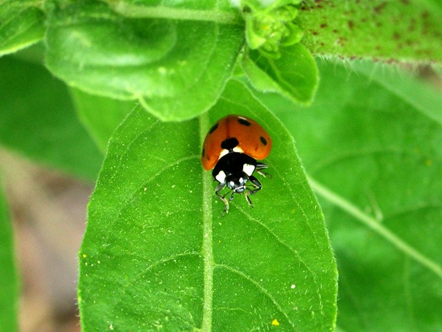 [ladybug0510 (5)[1].jpg]