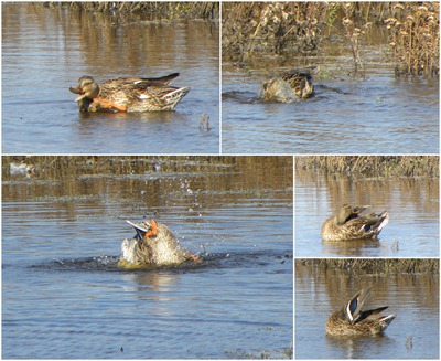 duck bath collage