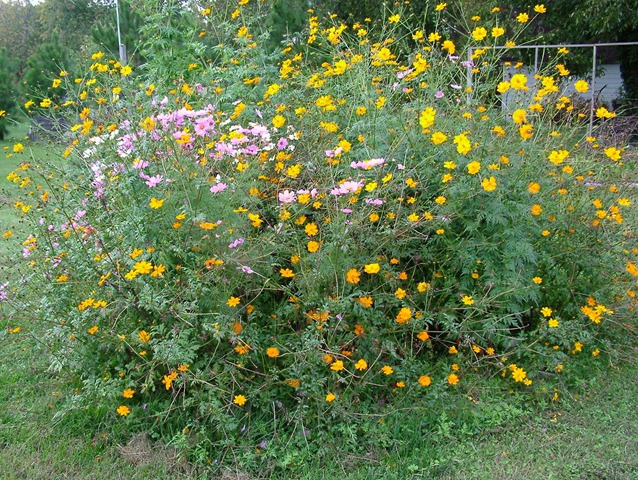 [wildflowergarden2 1028 (3)[4].jpg]
