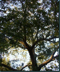 pecan tree (1)