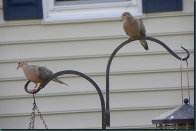 mourning doves0901 (3)