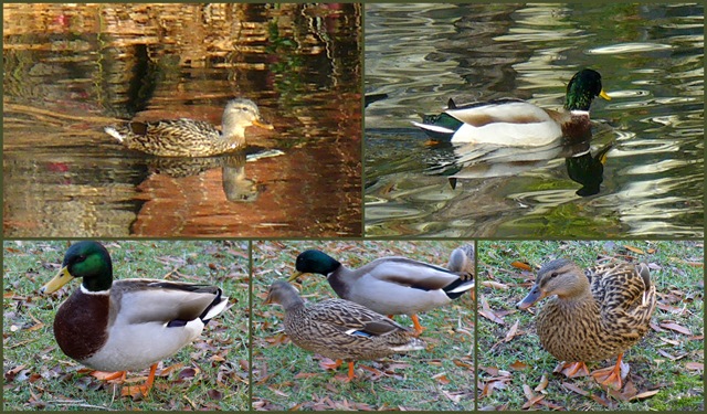 [duck couple collage[9].jpg]
