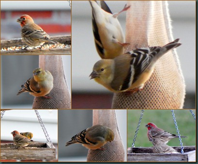 finch collage