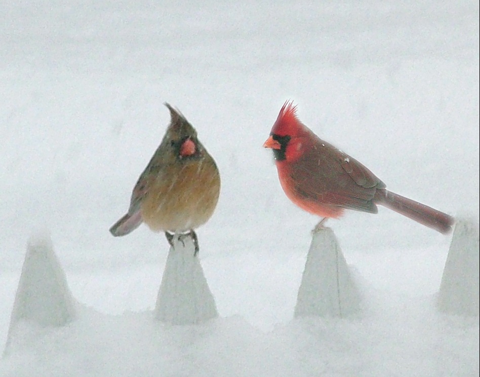 [2 cardinals on fence plain[14].jpg]