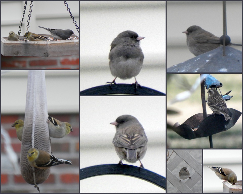 [finches-juncos collage[5].jpg]